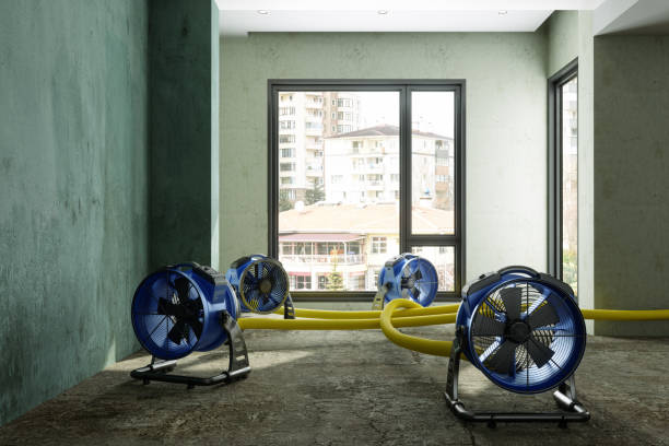 Best Basement water damage restoration  in Vero Lake Estates, FL